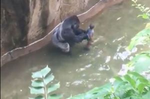 harambe-gorilla-zoo
